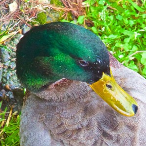 The ducks are out near the Shreveport duck pond!