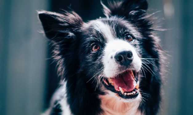 Caddo Parish Animal Shelter Lowers Cost Of Microchip Service This Week