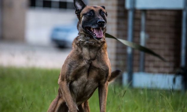 Shreveport Police K-9 “Niek” Takes Down Domestic Abuse Suspect