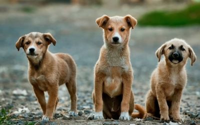 Caddo Animal Shelter giving free rabies shots on March 10