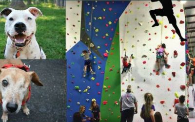 Shreveport Animal Rescue Group Hosts Rock Climbing Event