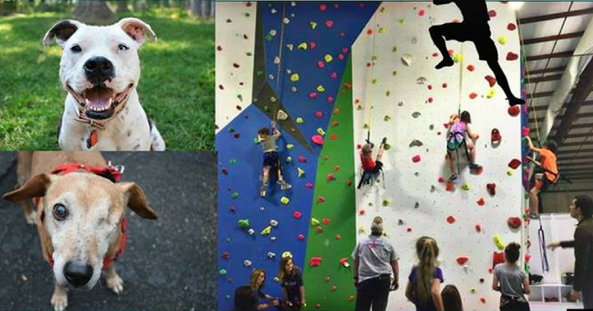 Shreveport Animal Rescue Group Hosts Rock Climbing Event